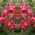 019_Fuchsienhecke