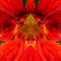 020_Tulpenkelch