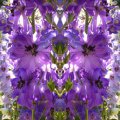 023_Rittersporne_b