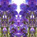 024_Rittersporne_c