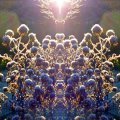 027_Wasserdost_im_Winterlicht