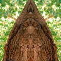 030_Treespirit