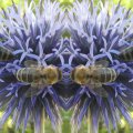 052_Distel_mit-Bienen